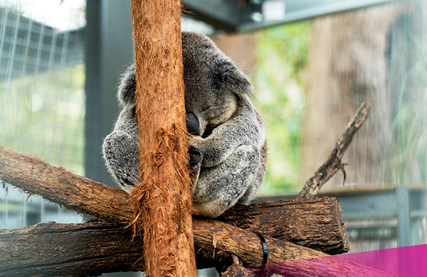 Ultimate East coast - Koala hospital Visit the koala hospital in Port Macquarie on the Ultimate East coast package