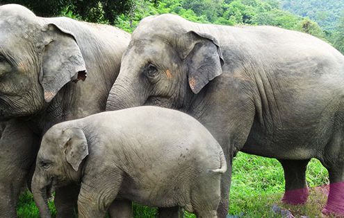 Why we don't ride elephants in Thailand