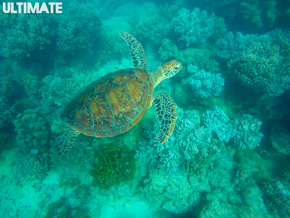 Swimming with a turtle in Cape tribulation