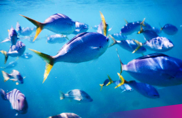 Great-Barrier-Reef Dive on the Great Barrier Reef