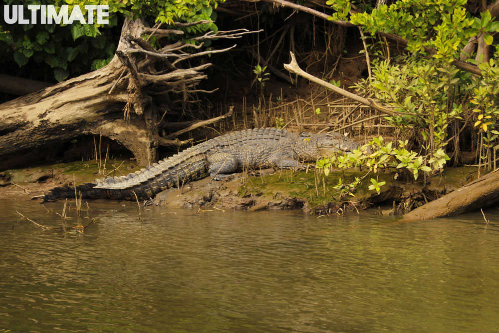 Crocodile spotting in Cape tribulation