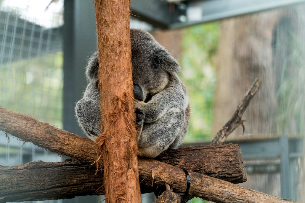 Australia has some cute wildlife | Ultimate Travel