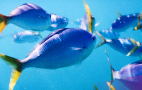 Great-Barrier-Reef