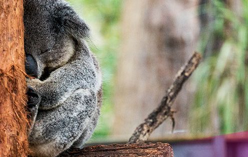 What not to do in your gap year in Australia