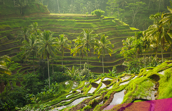 Rice Terraces, Bali Rice Terraces, Ultimate Bali