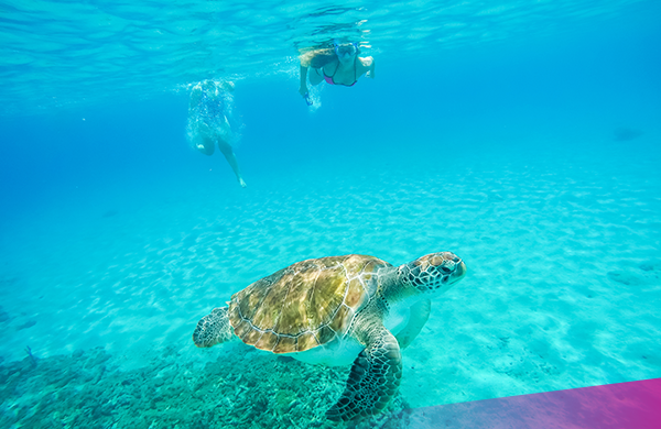 Swim-with-turtles