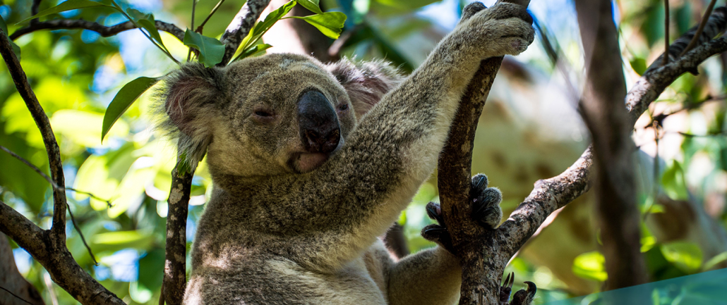 AUSTRALIAN WILDLIFE
