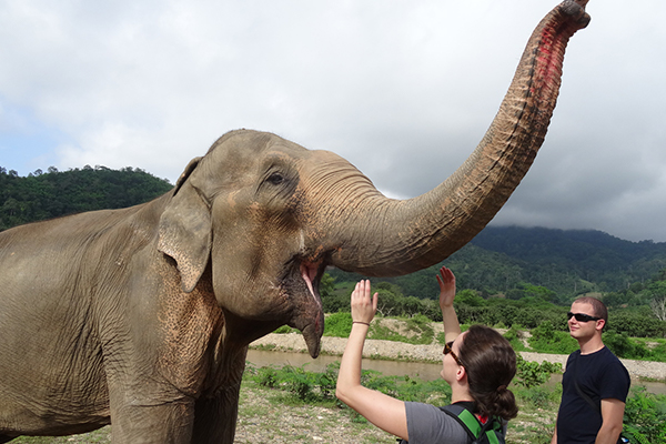 Why we don’t ride Elephants in Thailand