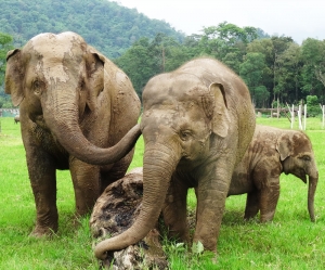 Chiang Mai Elephant Experience