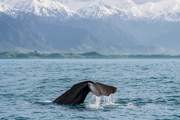  DAY 3  PICTON / KAIKOURA