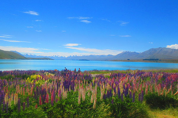 DAY 9 – 10 LAKE TEKAPO & CHRISTCHURCH