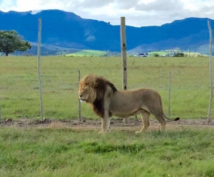 South Africa Lion