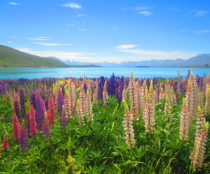 NZ National - Tekapo