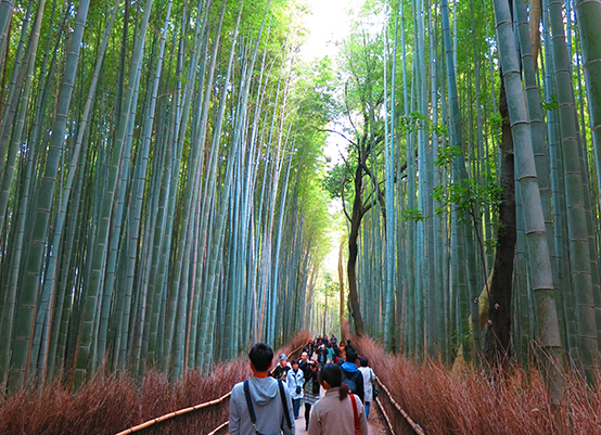 DAY 9  BAMBOO FOREST AND OSAKA 