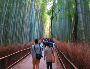 Japan Group Adventure Bamboo Forrest Media Grid