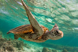 East Coast Bucketlist Group Tour Shaka