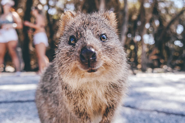 Day 3 – Rottnest Island