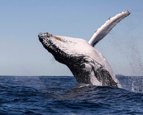 is-winter-a-good-time-to-visit-australia/