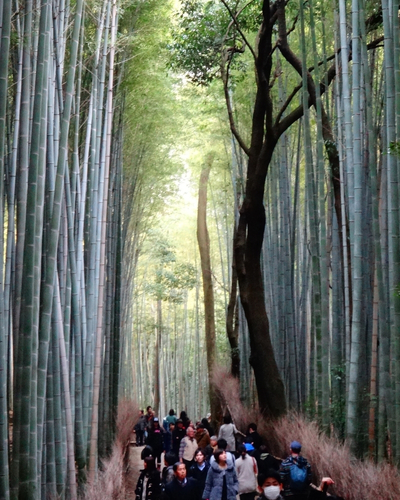 ultimate-japan-group-tour-bamboo-forest