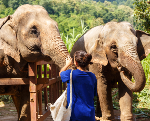 Chang Mai Elephant volunteering program Ultimate Travel