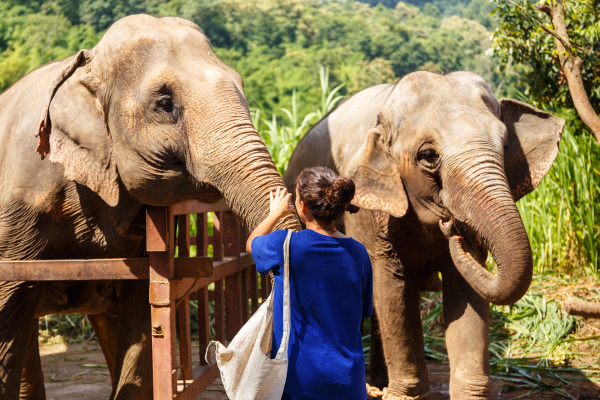 Chang Mai Elephant volunteering program Ultimate Travel
