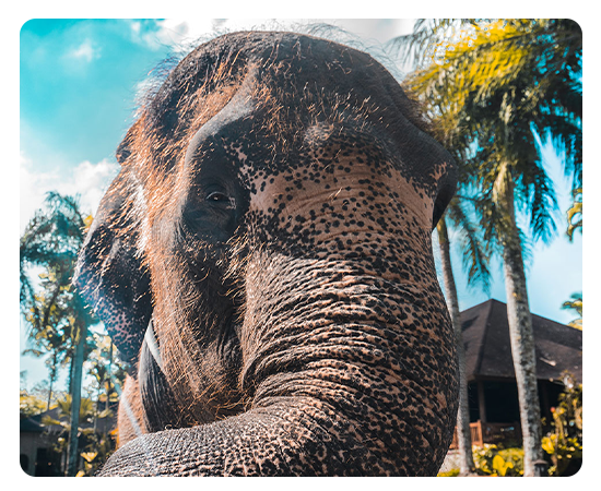 elephant-experience-thailand