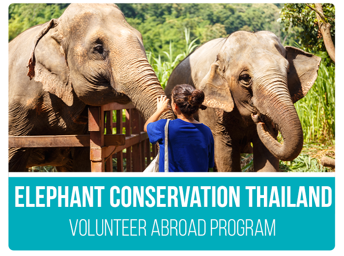 elephant conservation thailand volunteer abroad program ultimate travel
