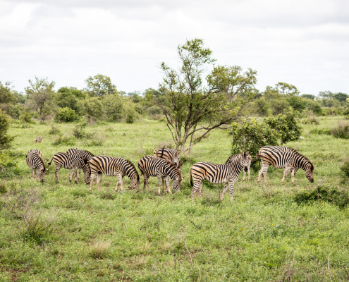 African Safari Adventure Group Tour
